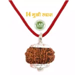 14 Mukhi Rudraksha