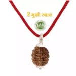 2 Mukhi Rudraksha