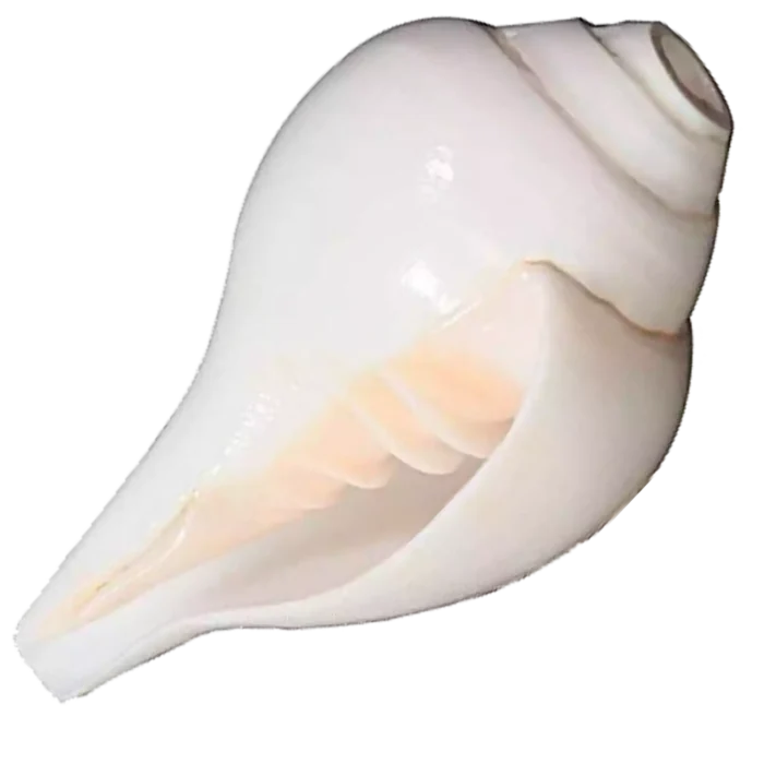 Buy Loud Blowing Shankh at best price - TapShree Blowing Shankh
