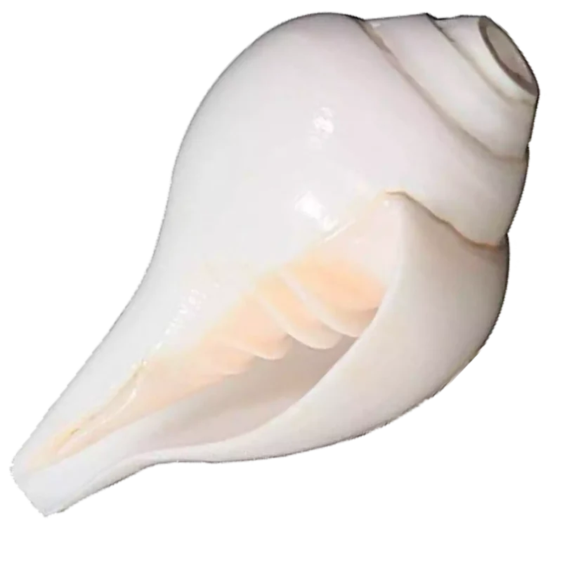 Blowing Shankh