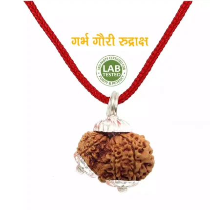 Garbh Gauri Rudraksha