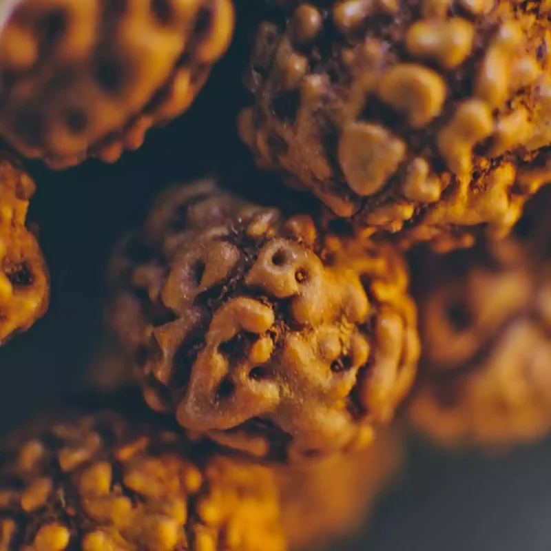 Rudraksha