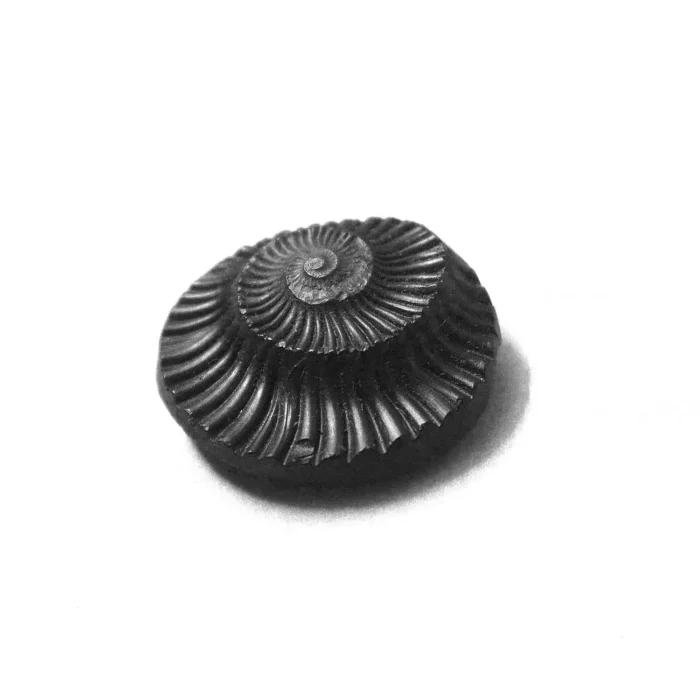 Vishnu Shaligram