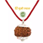 12 Mukhi Rudraksha