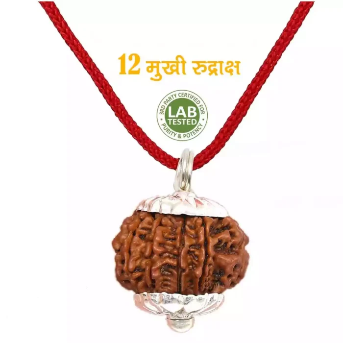 12 Mukhi Rudraksha