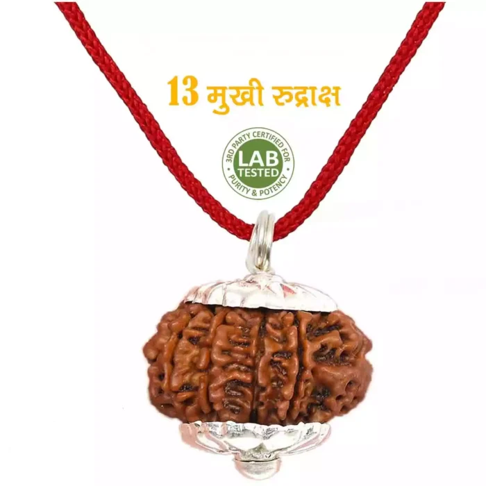 13 Mukhi Rudraksha