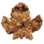 Kamal Rudraksha