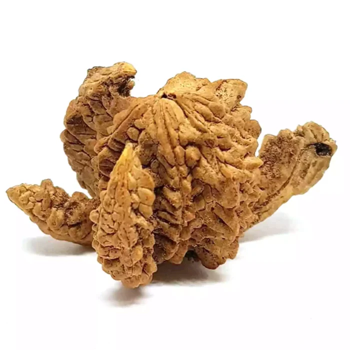 Lotus Rudraksha