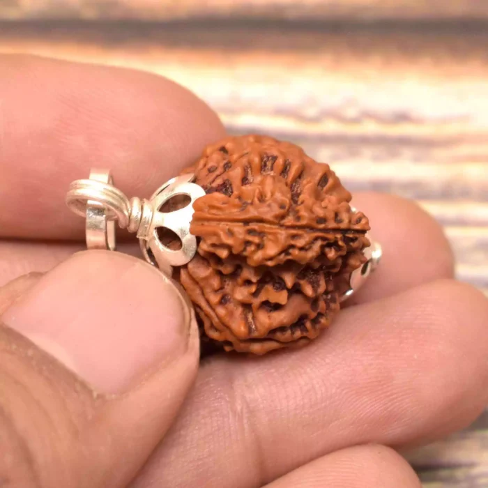 Nag Savar Rudraksha