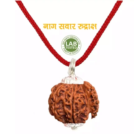 Savar Rudraksha