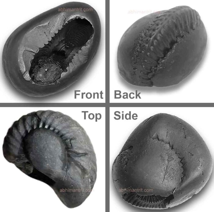 Damodar Shaligram 360 view