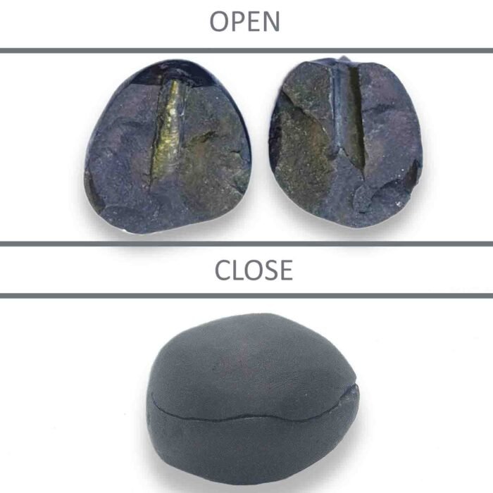 Original Shiva Shaligram